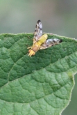 Picture-wing fly