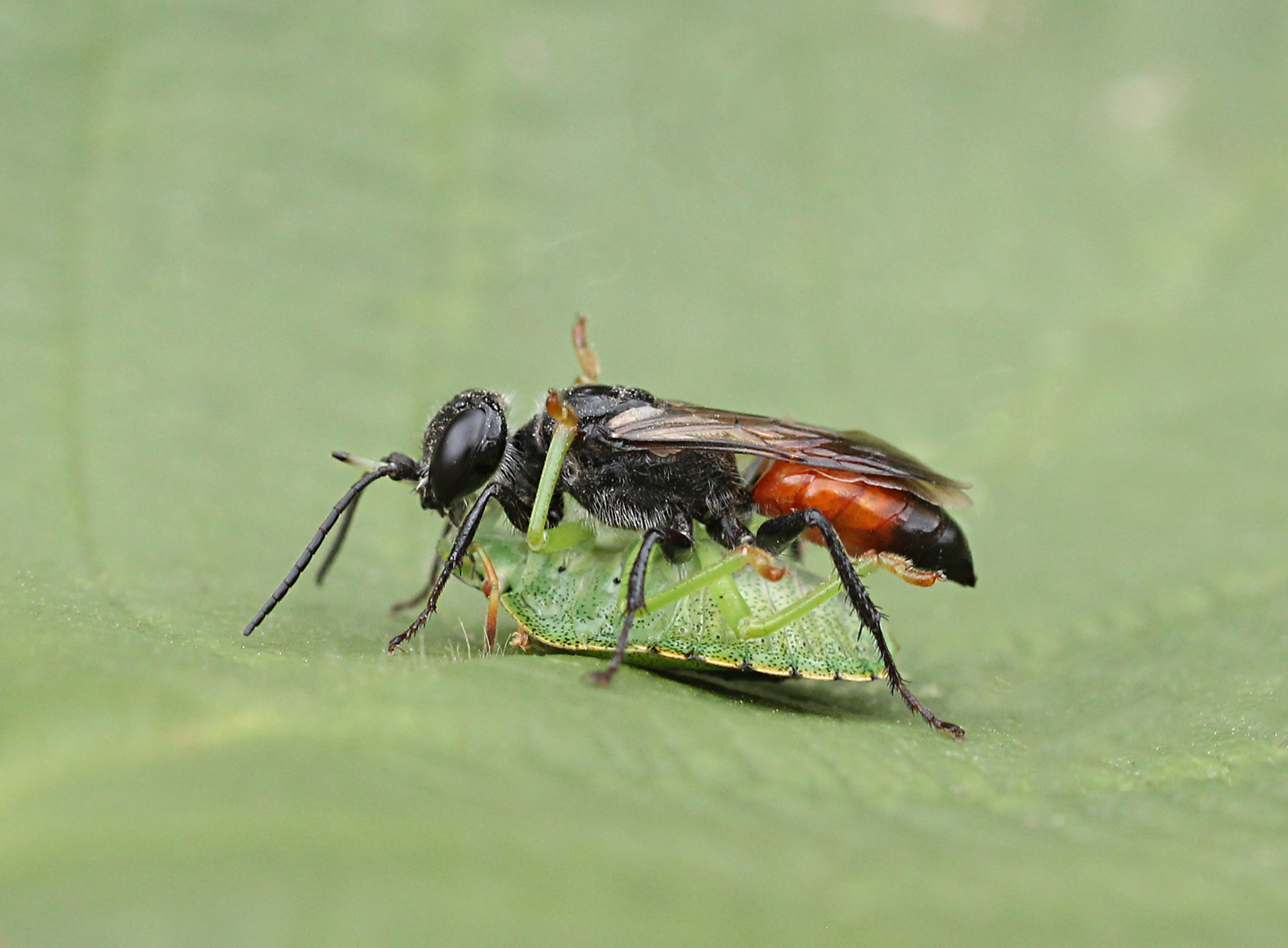 Solitary wasp with shield bug nymph